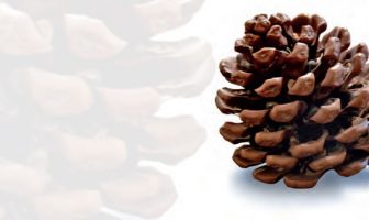 Kozak Yaylası’nda Fıstıkçamı Deryası