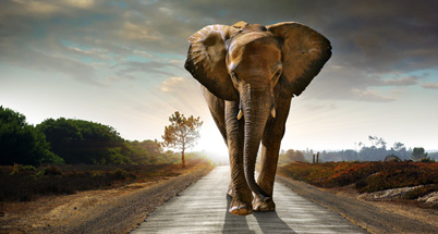 Duygusal Bir Hayvan: Fil - İnsan ve Hayat Dergisi